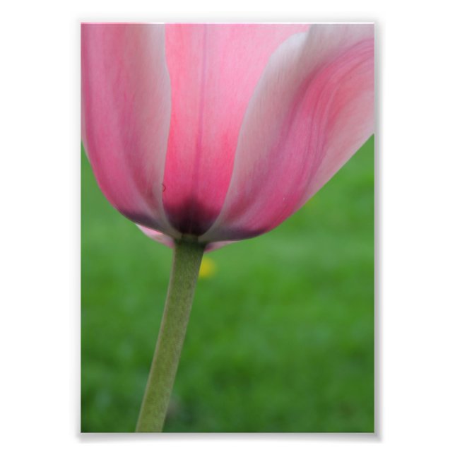 Springtime Tulip Photo Print (Front)