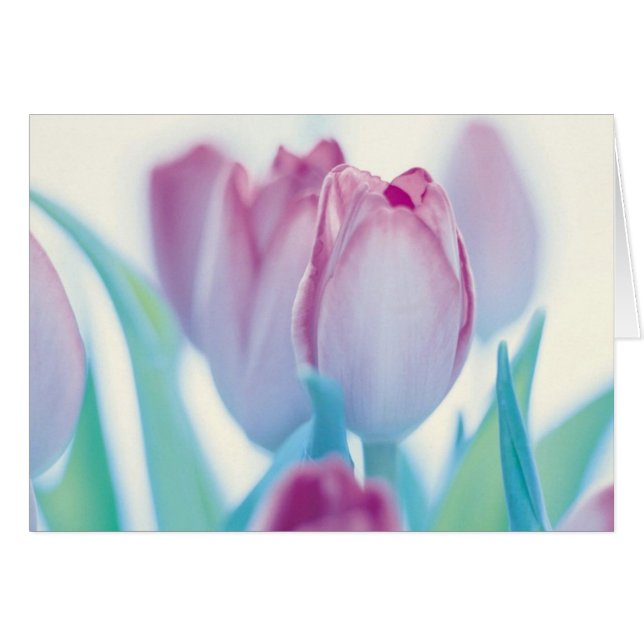 Springtime Tulips (Front Horizontal)