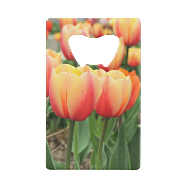 Springtime Tulips (Front)