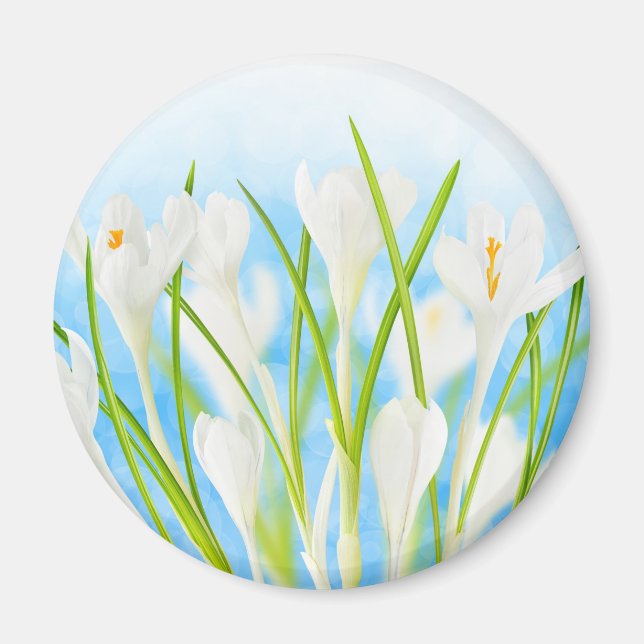 Springtime (white crocuses) magnet (Front)