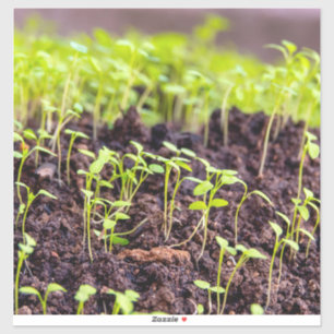 Sprouting grass