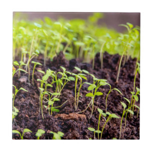 Sprouting grass ceramic tile