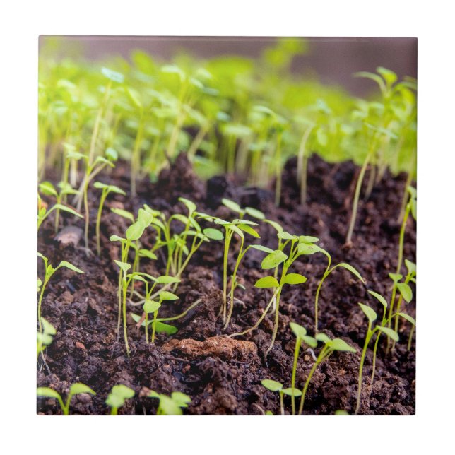 Sprouting grass ceramic tile (Front)