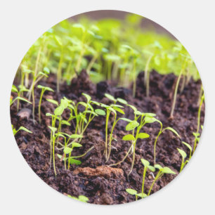 Sprouting grass classic round sticker