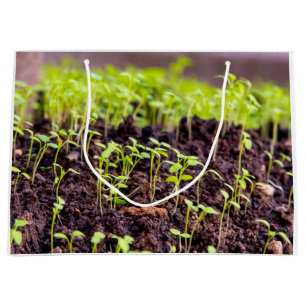 Sprouting grass large gift bag
