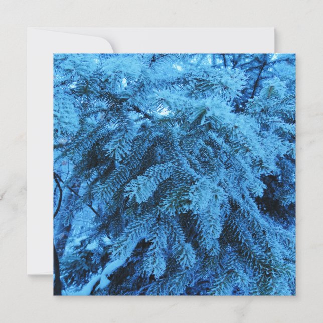 Spruce branches covered with snow & frost crystals card (Front)