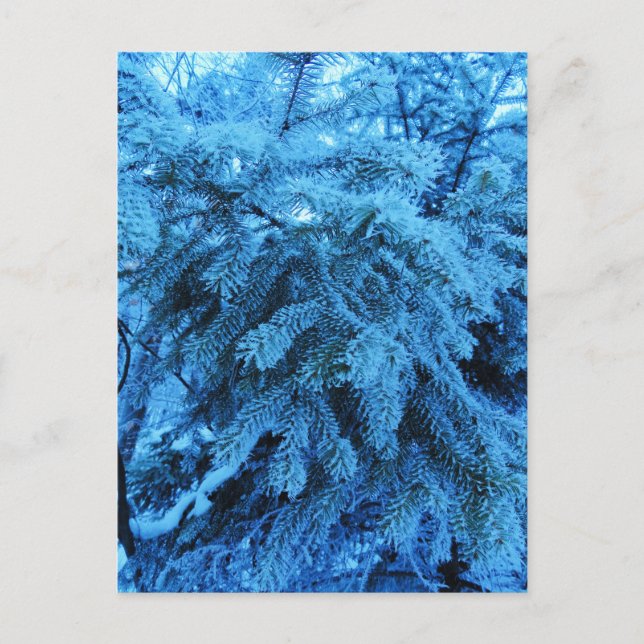 Spruce branches covered with snow & frost crystals postcard (Front)