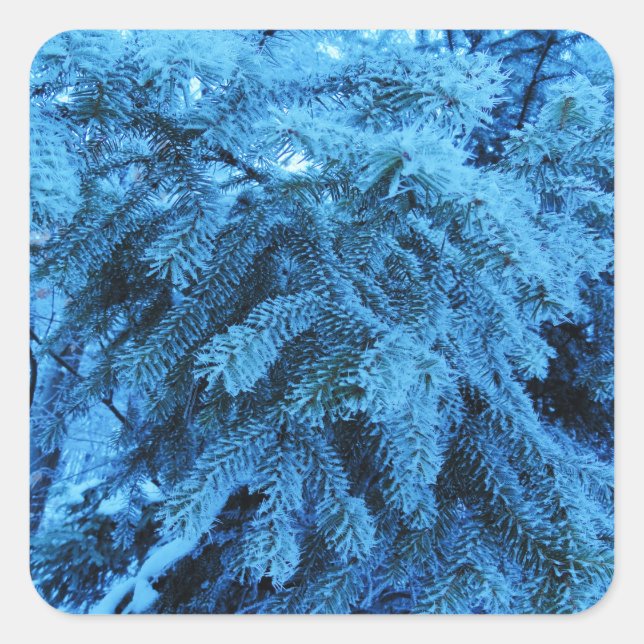 Spruce branches covered with snow & frost crystals square sticker (Front)