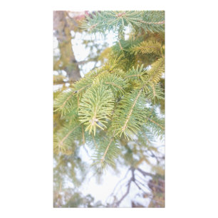 Spruce Branches in Snow. Buy Now Photo Print