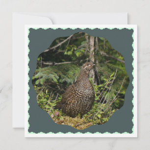 Spruce Grouse