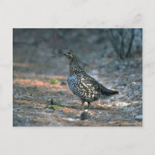 Spruce grouse, hen postcard