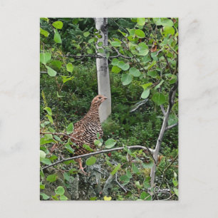 Spruce Grouse - Postcard