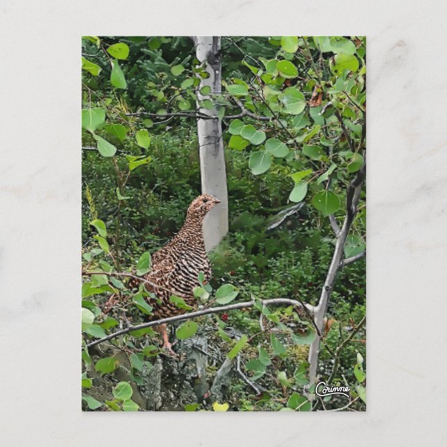 Spruce Grouse - Postcard (Front)