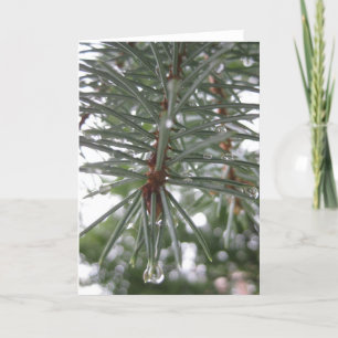 Spruce with water droplets holiday card