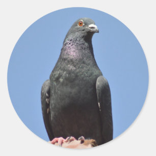 Spud the pigeon classic round sticker