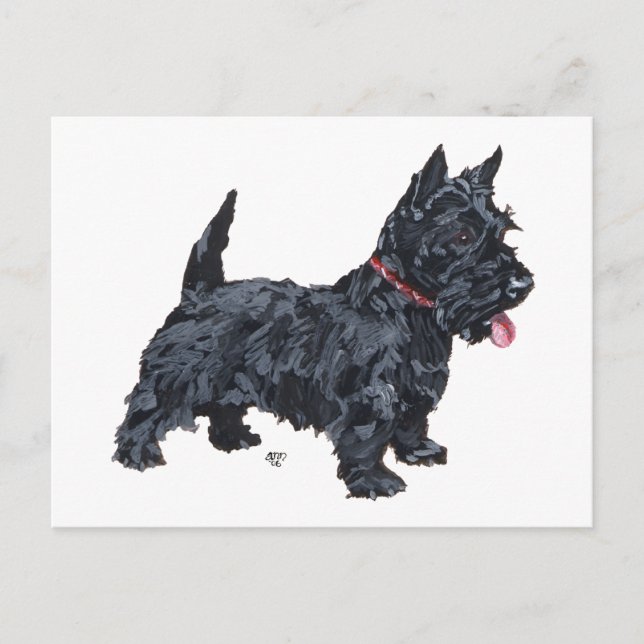 Spunky Scottie Dog Postcard (Front)