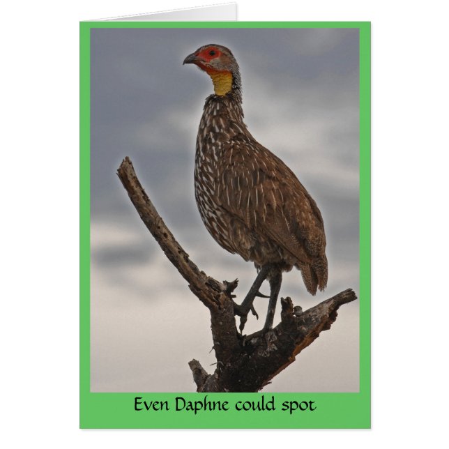 Spur-necked Fowl Card (Front)