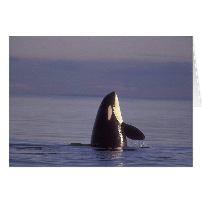 Spyhopping Orca Killer Whale (Orca orcinus) near (Front Horizontal)