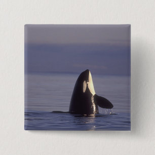 Spyhopping Orca Killer Whale (Orca orcinus) near 15 Cm Square Badge