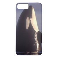 Spyhopping Orca Killer Whale (Orca orcinus) near