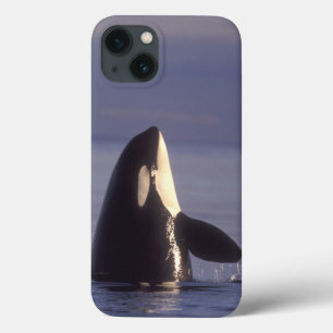 Spyhopping Orca Killer Whale (Orca orcinus) near iPhone 13 Case