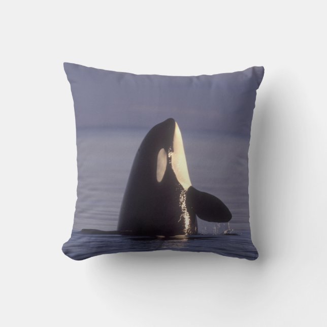 Spyhopping Orca Killer Whale (Orca orcinus) near Cushion (Front)