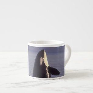 Spyhopping Orca Killer Whale (Orca orcinus) near Espresso Cup