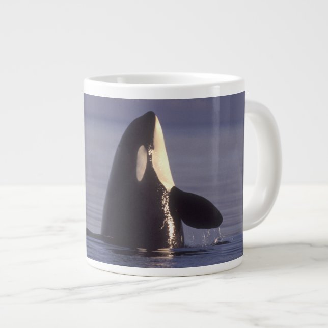 Spyhopping Orca Killer Whale (Orca orcinus) near Large Coffee Mug (Front Right)