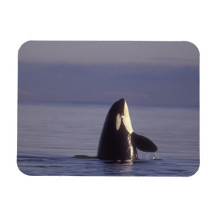 Spyhopping Orca Killer Whale (Orca orcinus) near Magnet