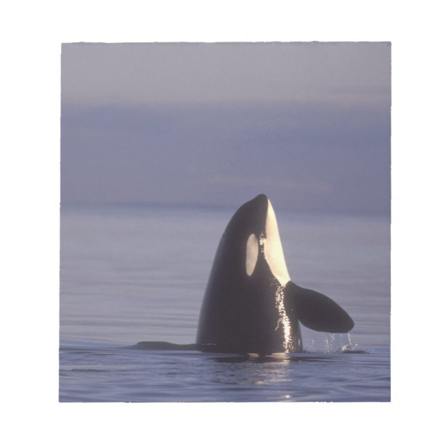 Spyhopping Orca Killer Whale (Orca orcinus) near Notepad (Front)