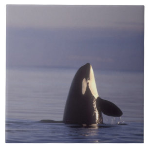 Spyhopping Orca Killer Whale (Orca orcinus) near Tile