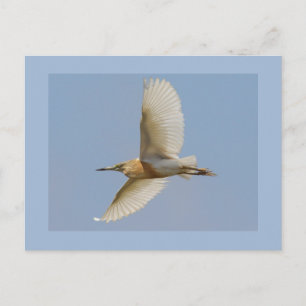 Squacco Heron Postcard