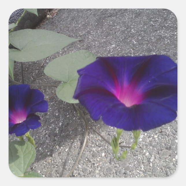 Square Glossy Floral Sticker (Front)