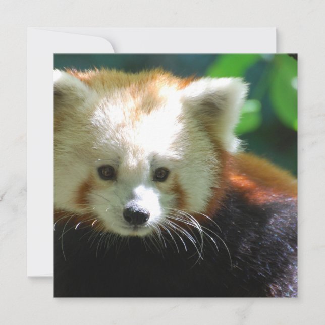 Square Invitation - Customised (Front)