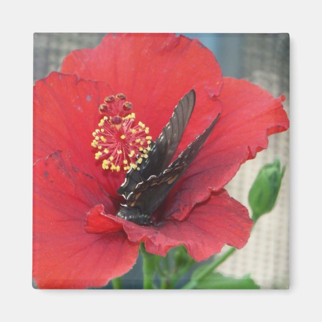 Square magnet with Butterfly on red flower (Front)