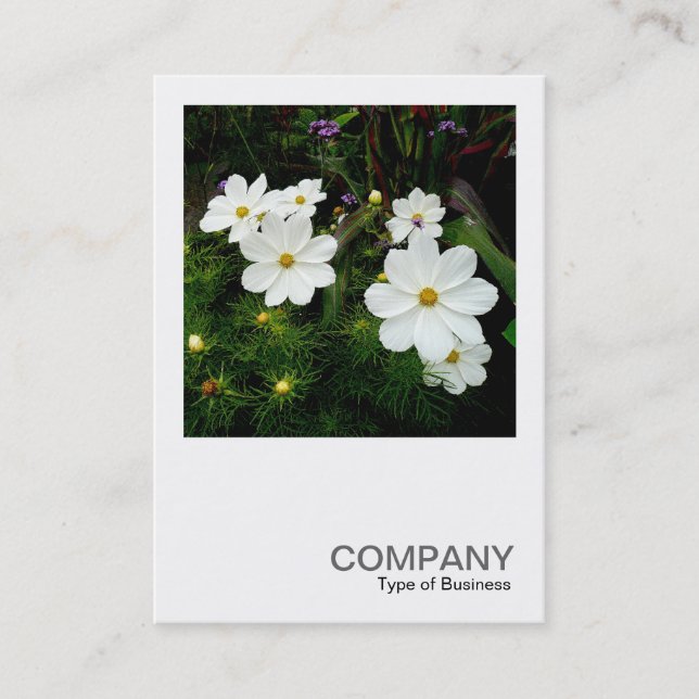 Square Photo 0159 - White Cosmos Flowers Business Card (Front)