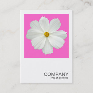 Square Photo 0163 - Cosmos Flower on Pink Business Card