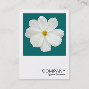 Square Photo 0165 - Cosmos Flower on Teal Green Business Card