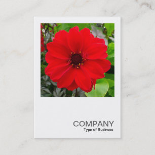 Square Photo 0168 - Dahlia - Bishop of Llandaff Business Card