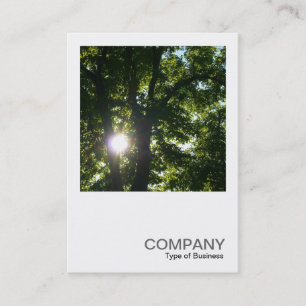 Square Photo 0254 - Sun Through Trees Business Card