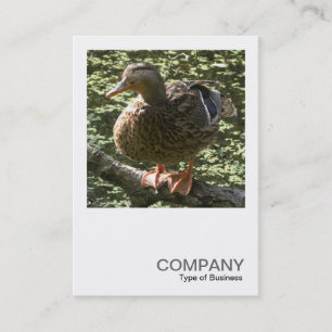 Square Photo 0351 - Happy Duck Business Card