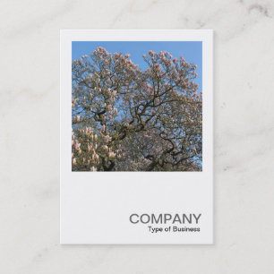 Square Photo 0390 - Magnolia Trees in Blossom Business Card