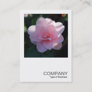 Square Photo 0394 - Pink Camellia Business Card