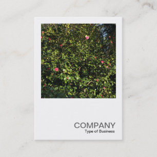 Square Photo 0396 - Red Camellia Bush Business Card