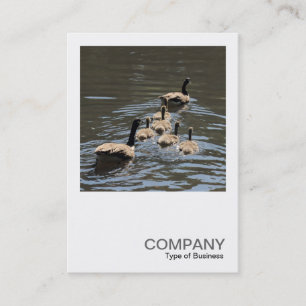 Square Photo 0407 - Canada Geese with Goslings Business Card