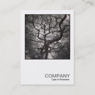 Square Photo 0464 - Magnolia Tree in Blossom Business Card