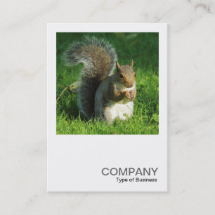 Square Photo 0552 - Grey Squirrel Eating Nuts Business Card