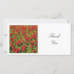 Square Photo - Bed of Red tulips Thank You Card