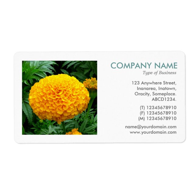 Square Photo - Chrysanthemum (Front)