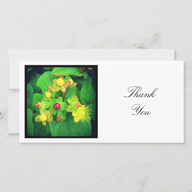 Square Photo - Hypericum Thank You Card (Front)